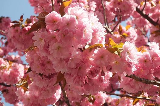 Cherry blossom