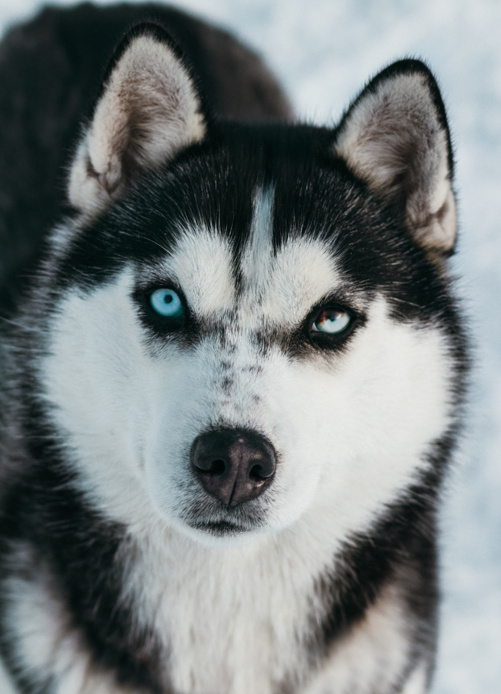 Man\'s best friend
