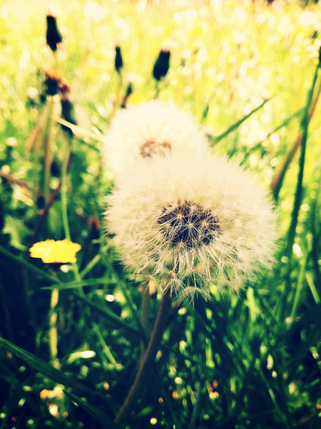 Taraxacum