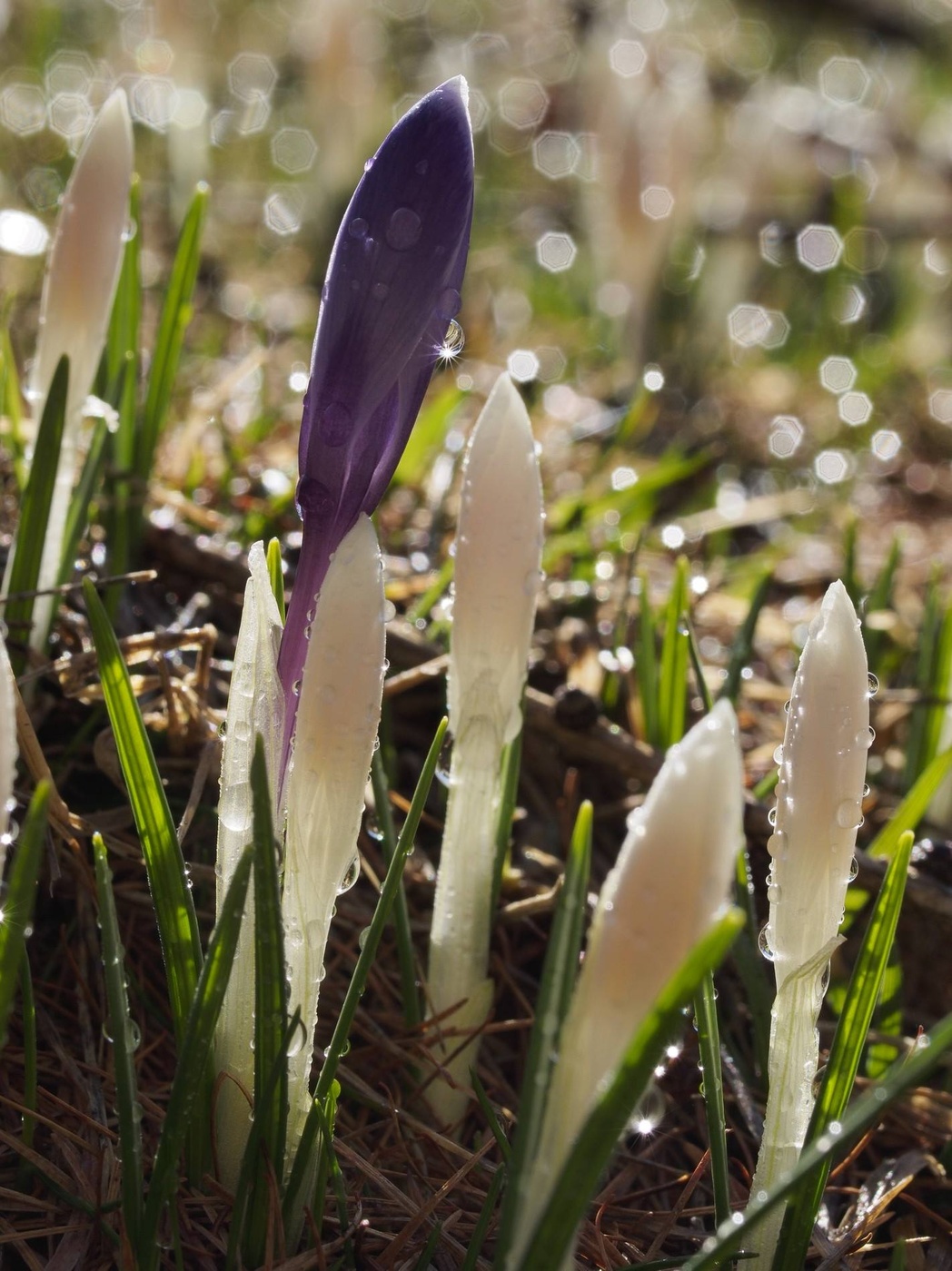 Spring Awakening