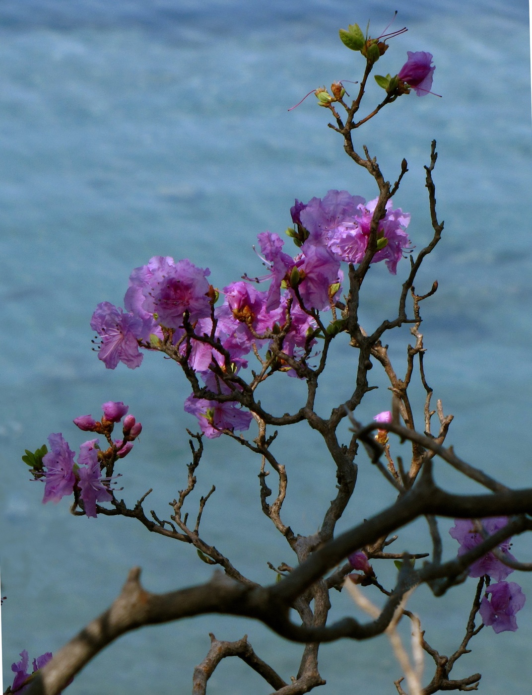 Spring Awakening
