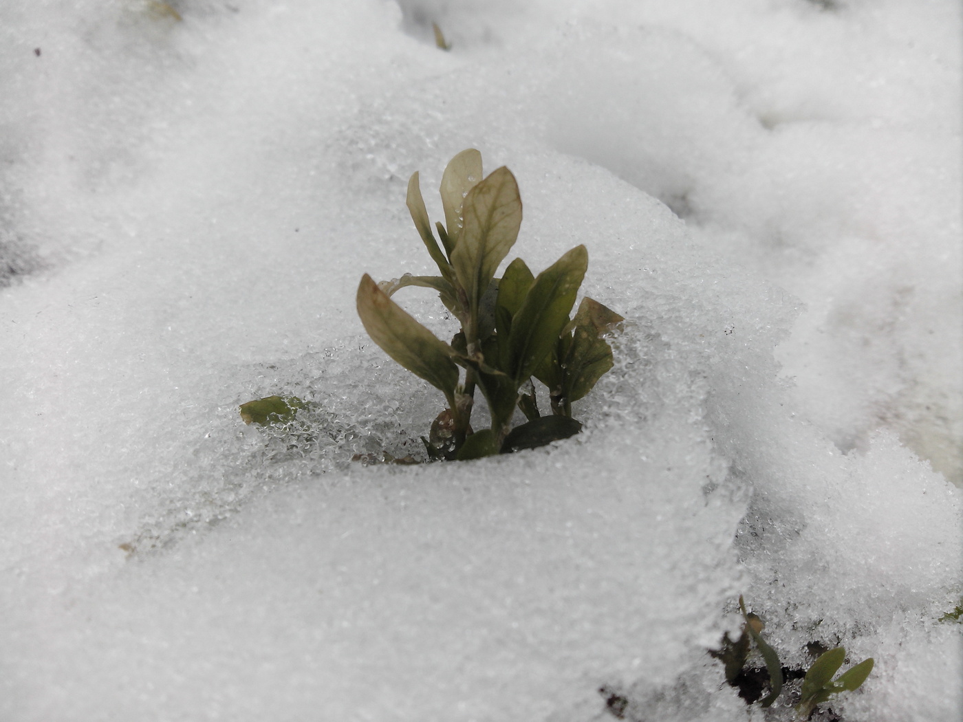 Spring Awakening