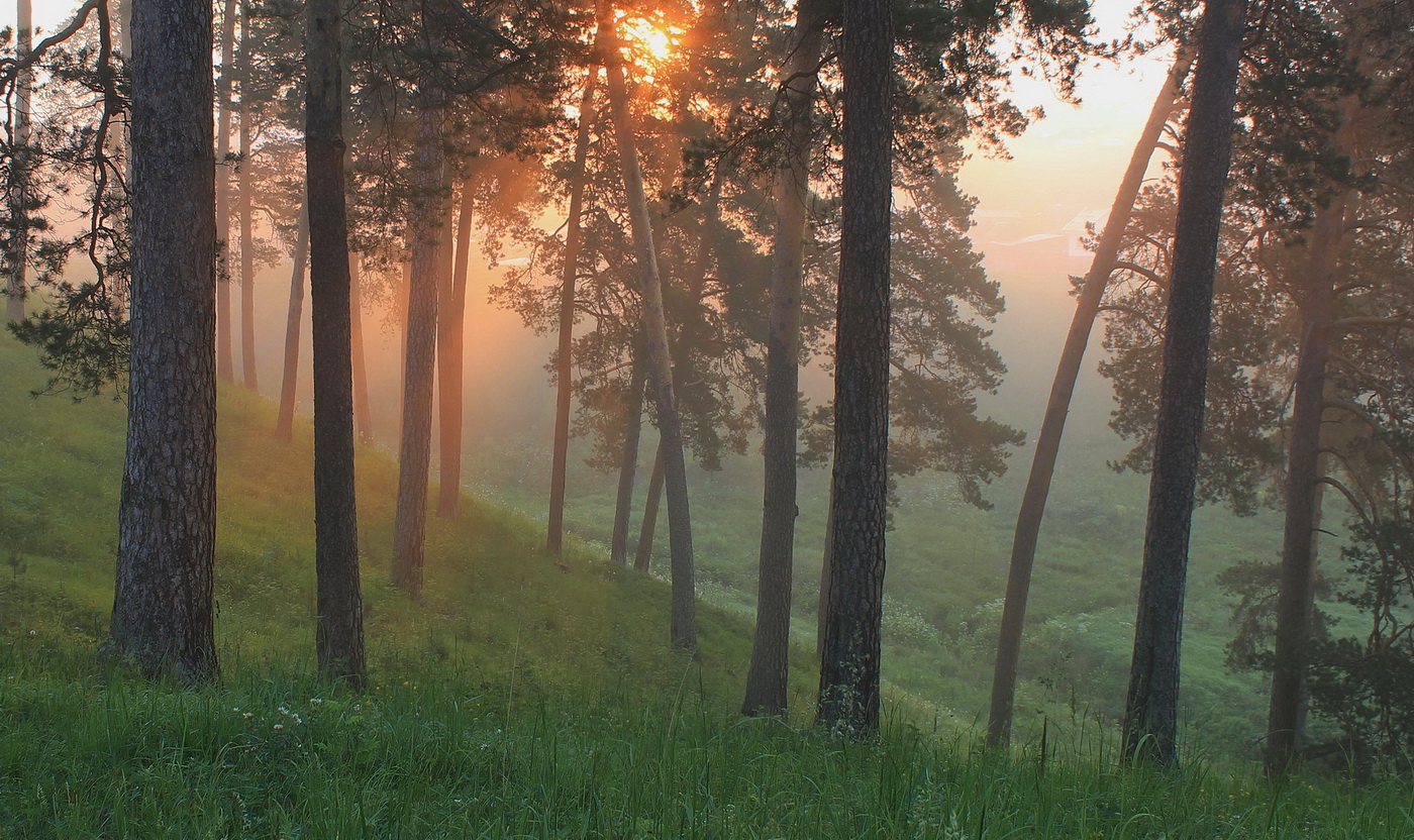 Golden ray of sunlight