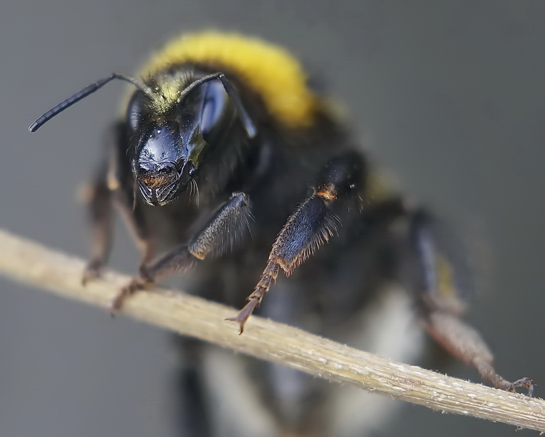 Bumblebee