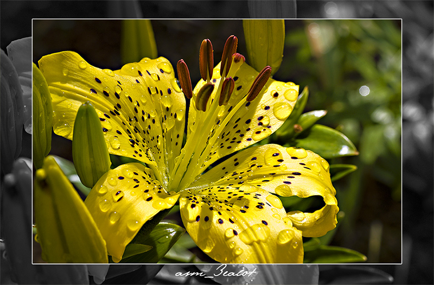 Lily