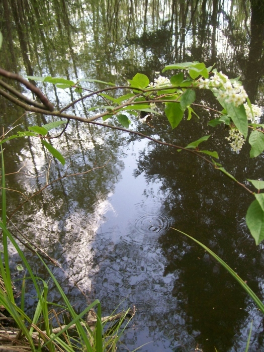Decorative pond