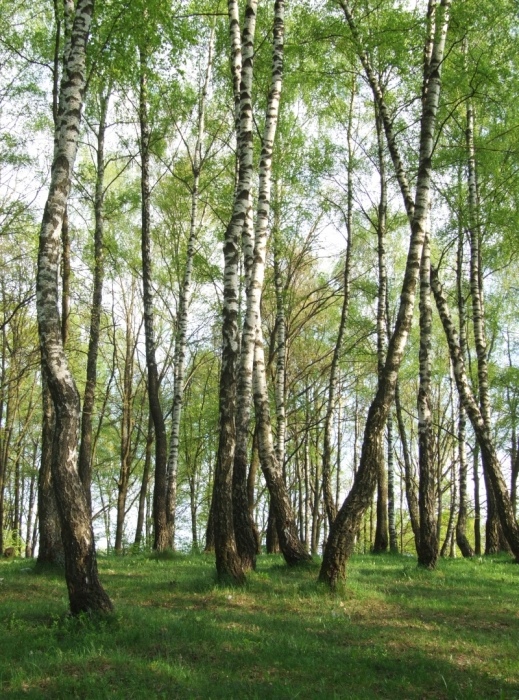 birches