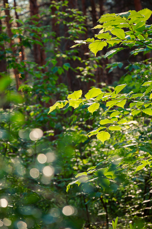 After the rain