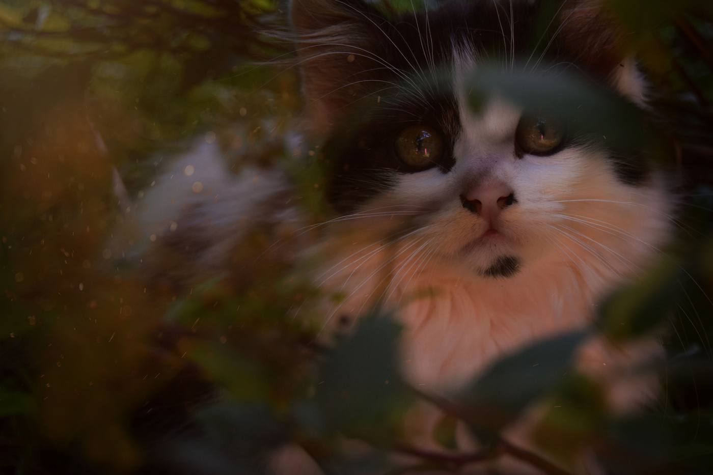 cat