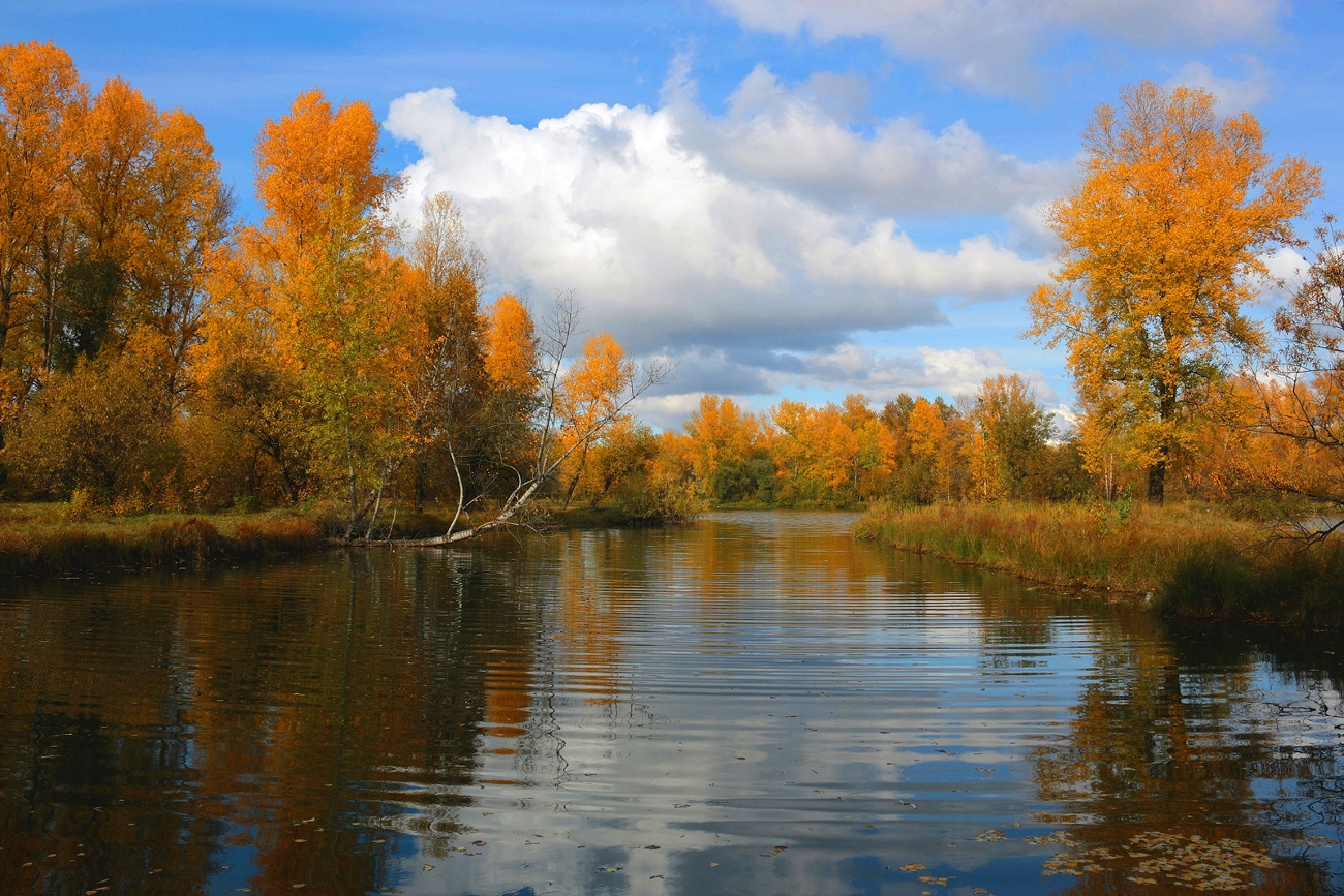 Autumn Joy