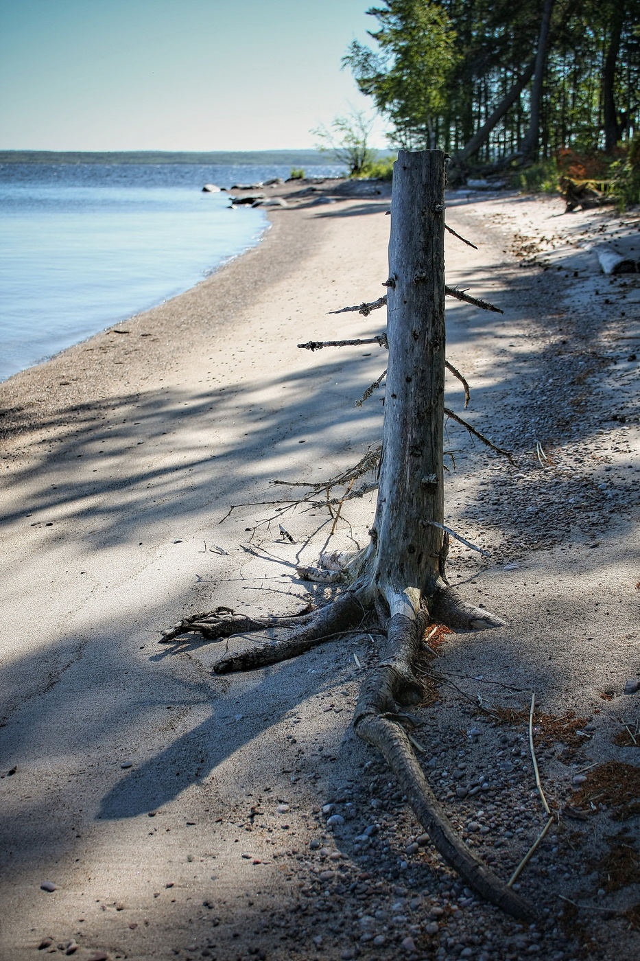 dead tree