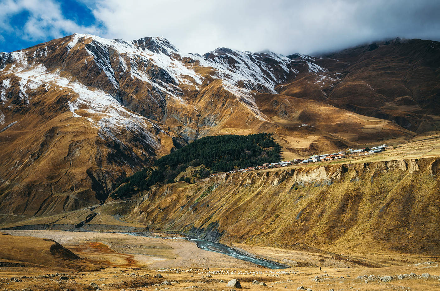 Shepherd