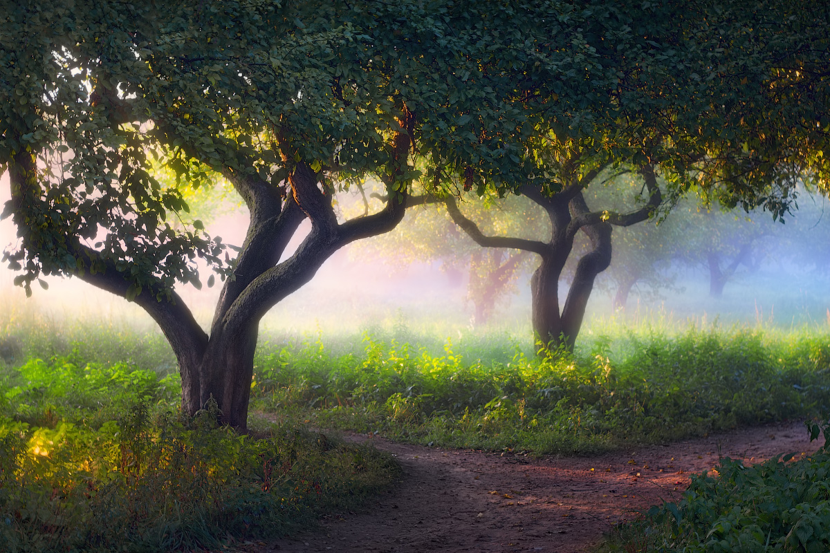 Evening fog