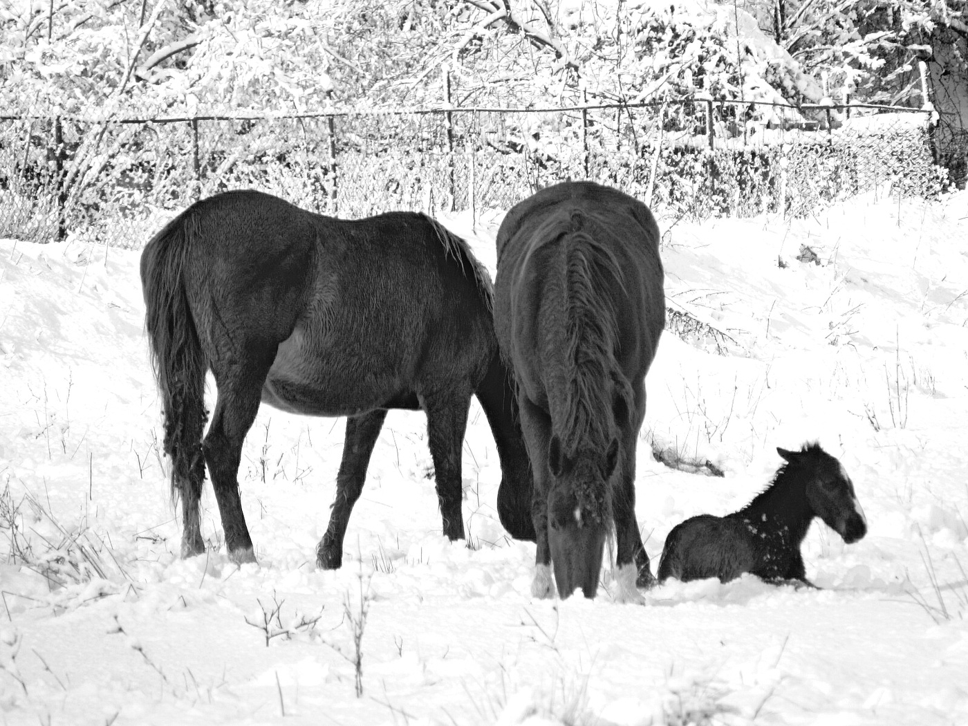 A family
