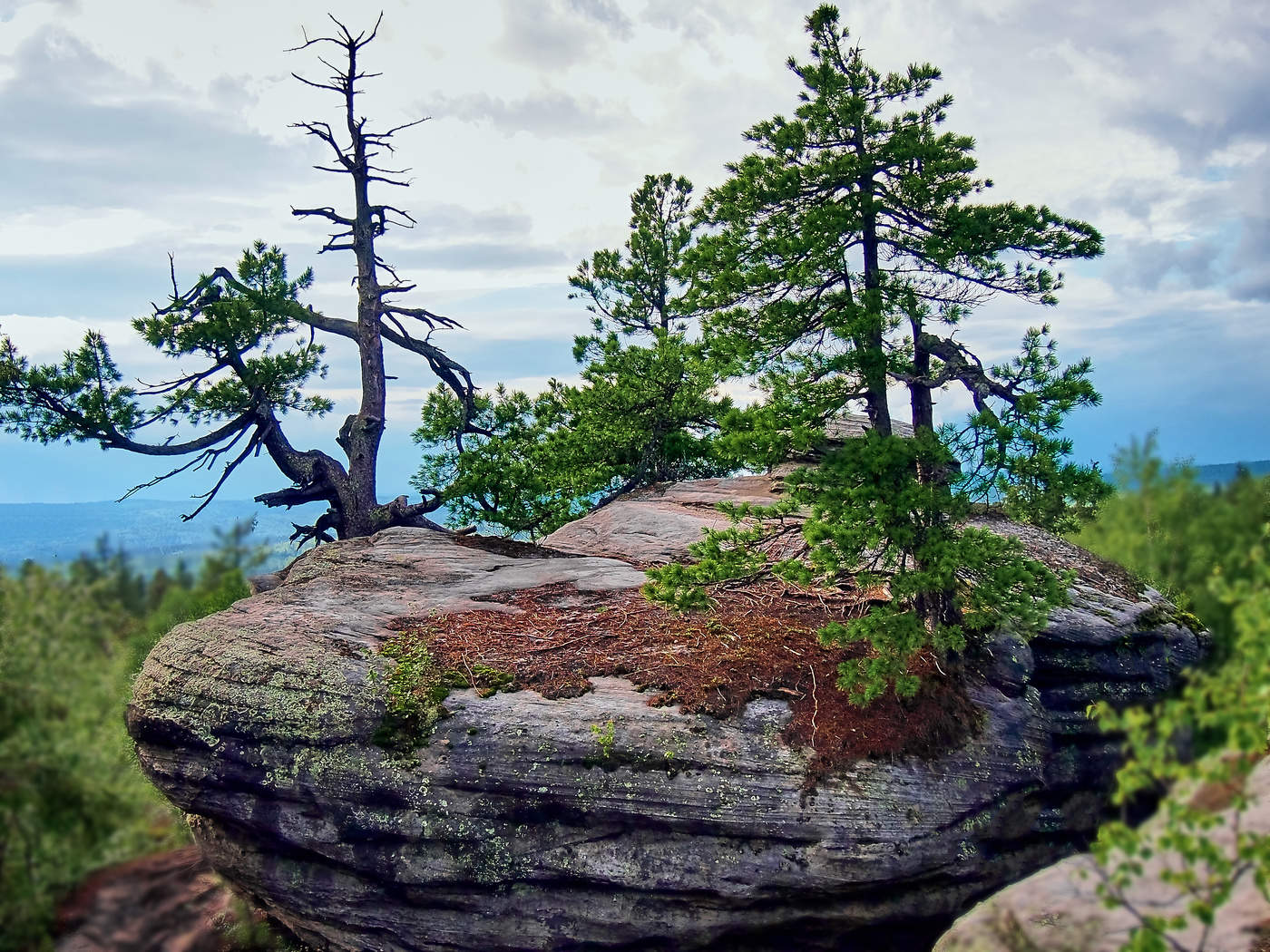 and trees on the rocks
