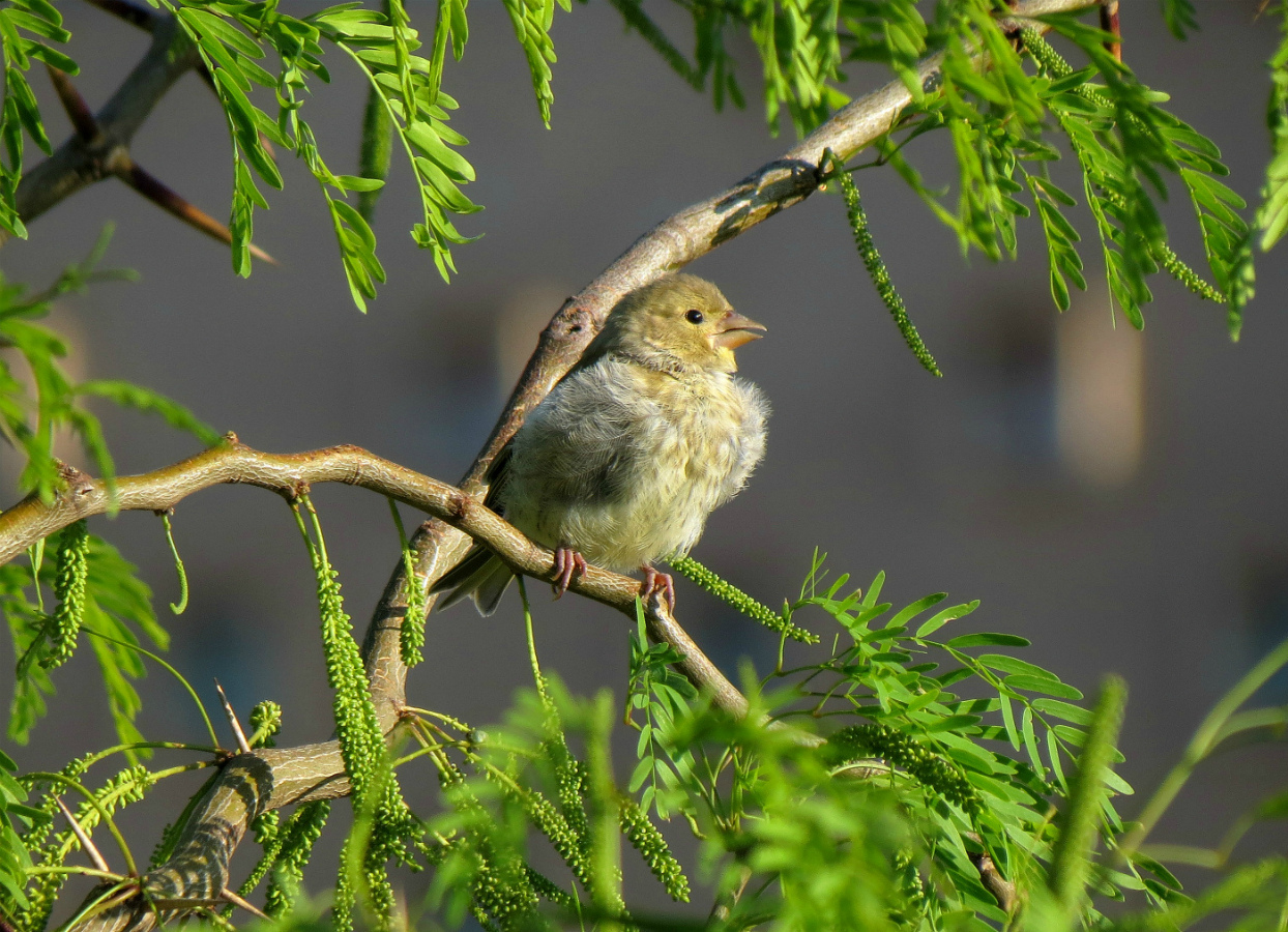 First Spring