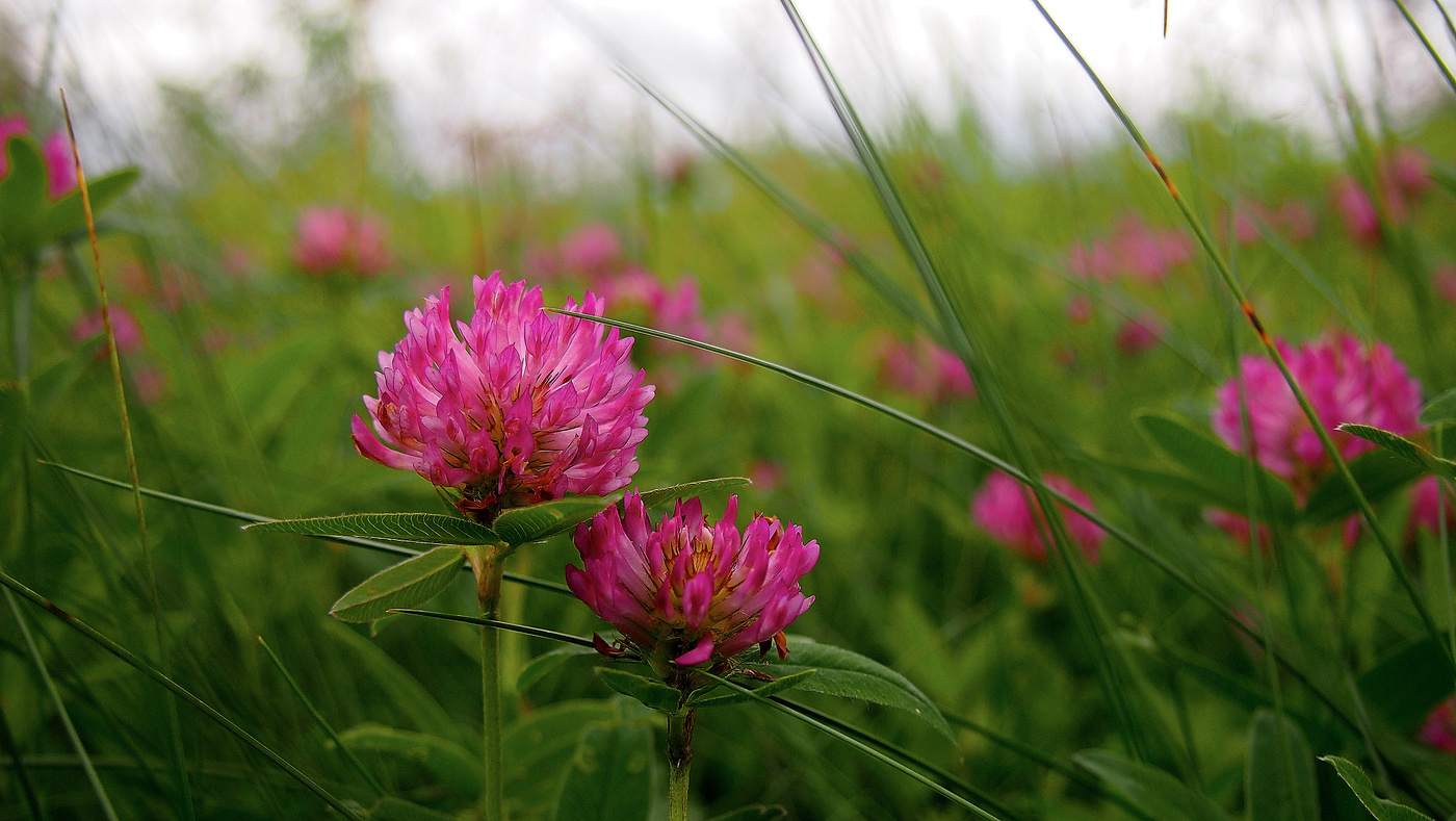 Clover