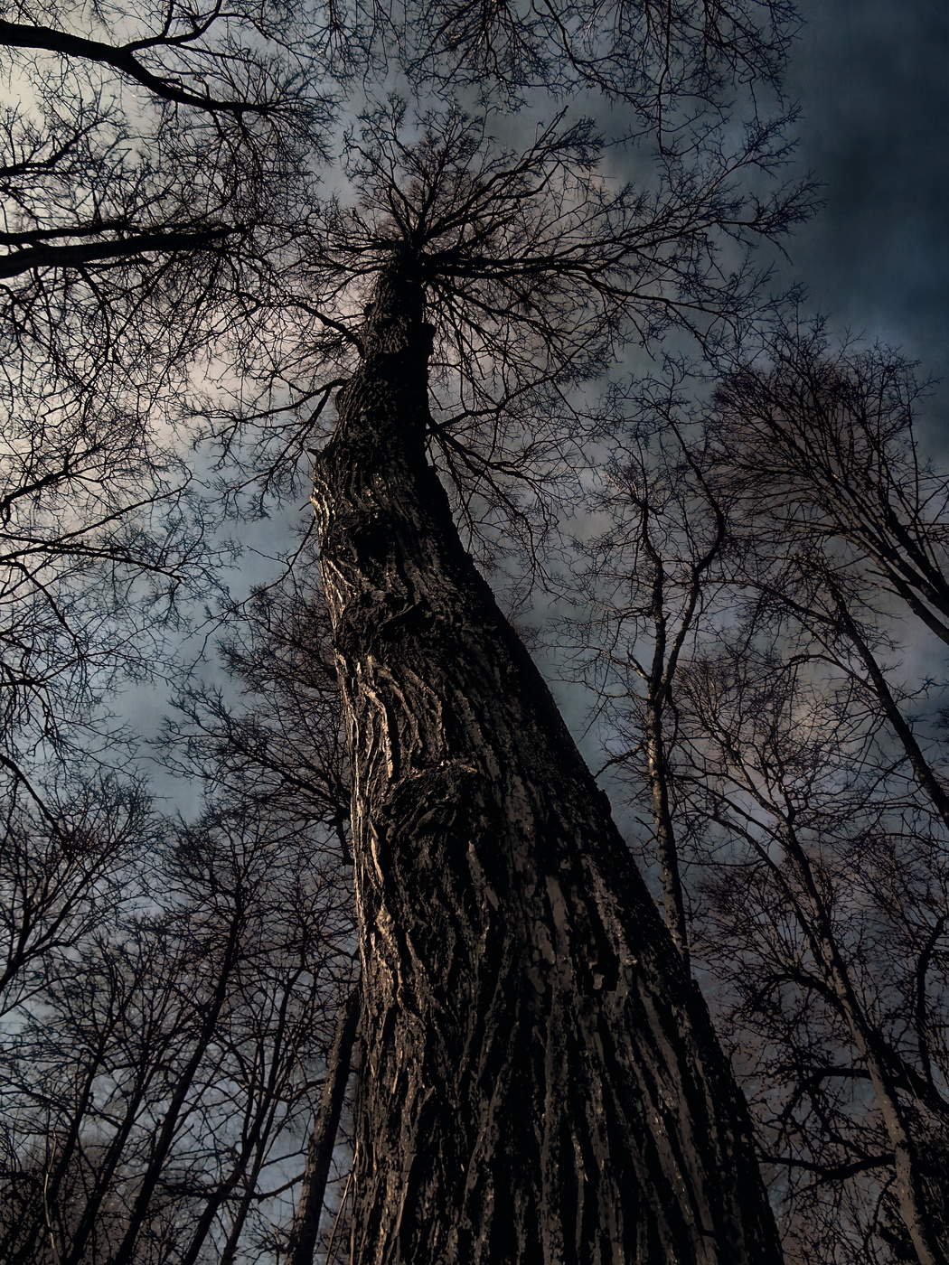 When the trees were large