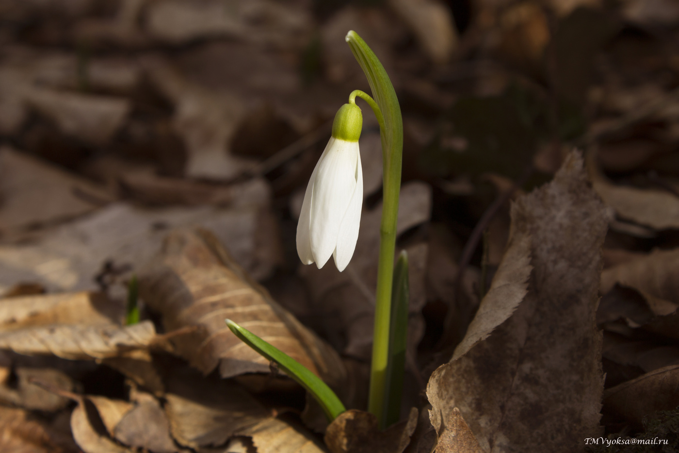 Spring comes