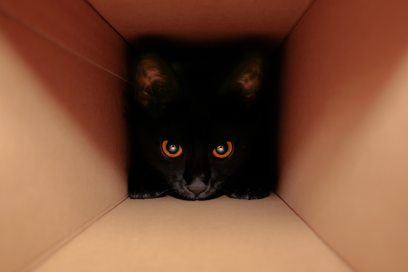 Polly in the Box