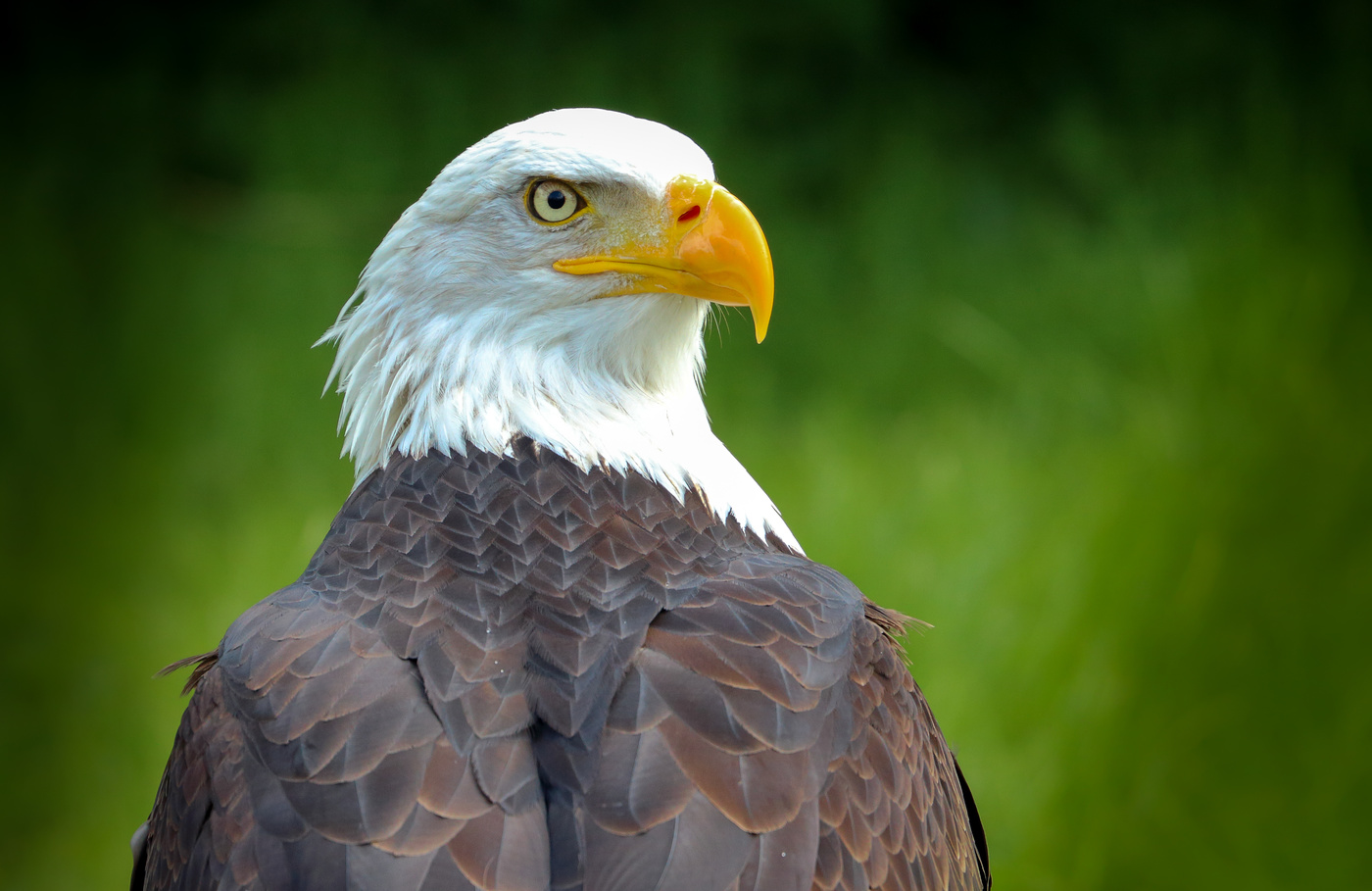 | EAGLE |