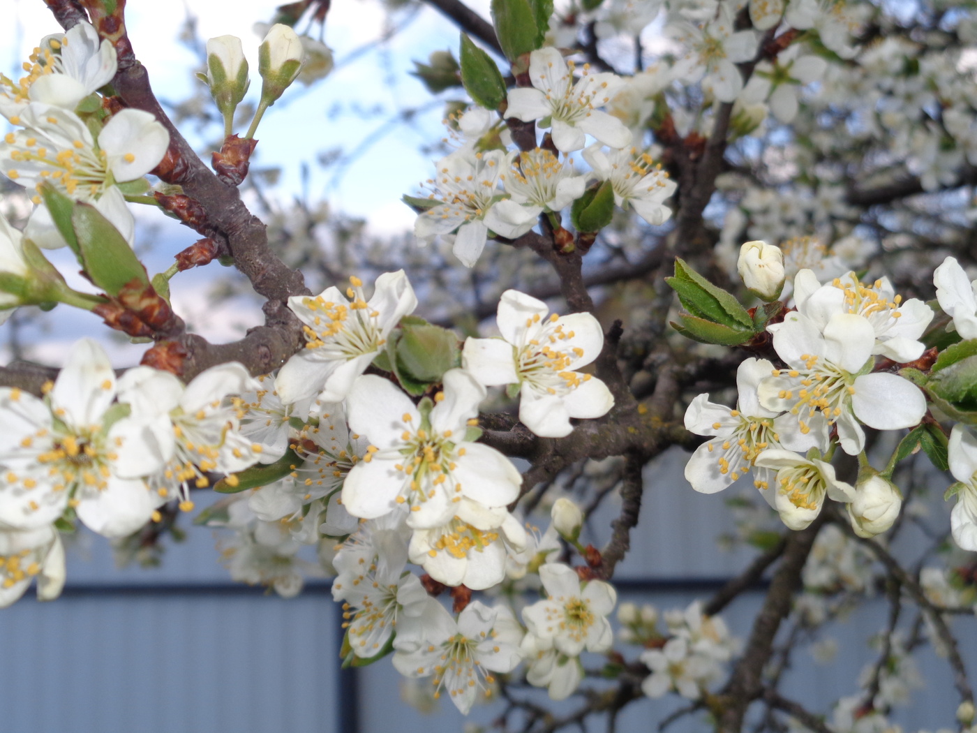 Plum fence