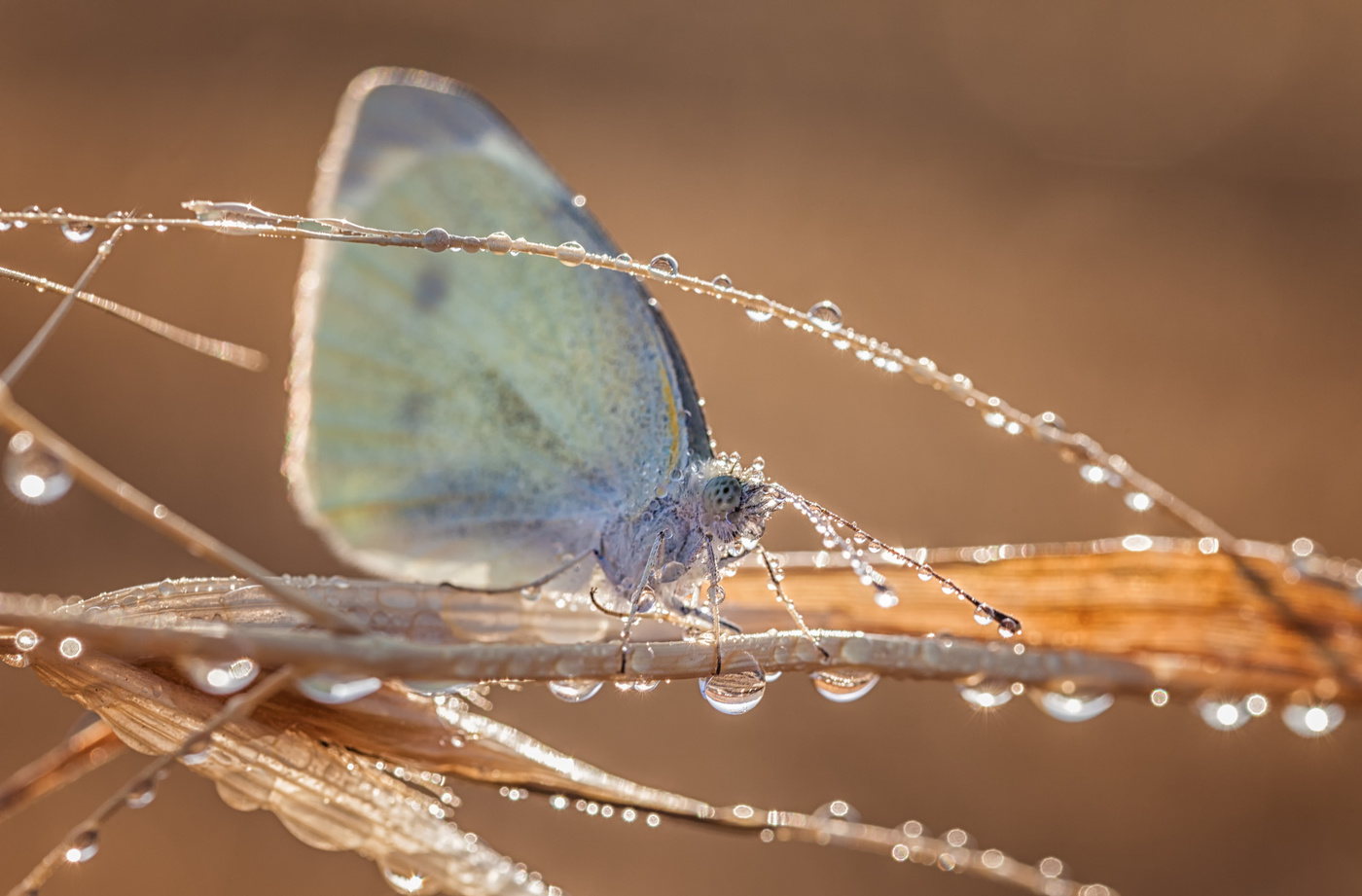 Meeting morning in the dew