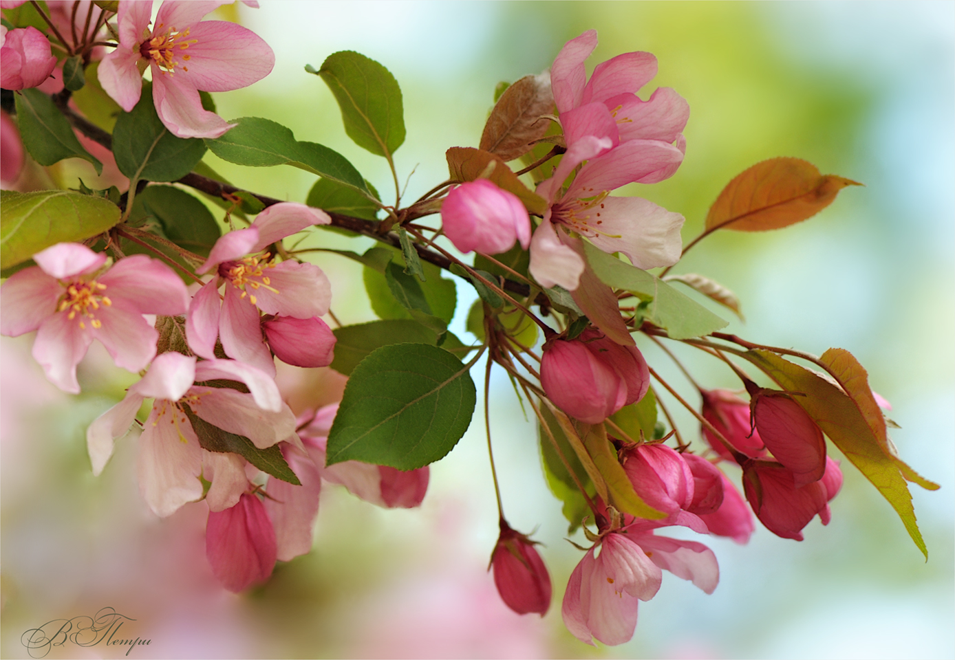 Apple trees in bloom ...