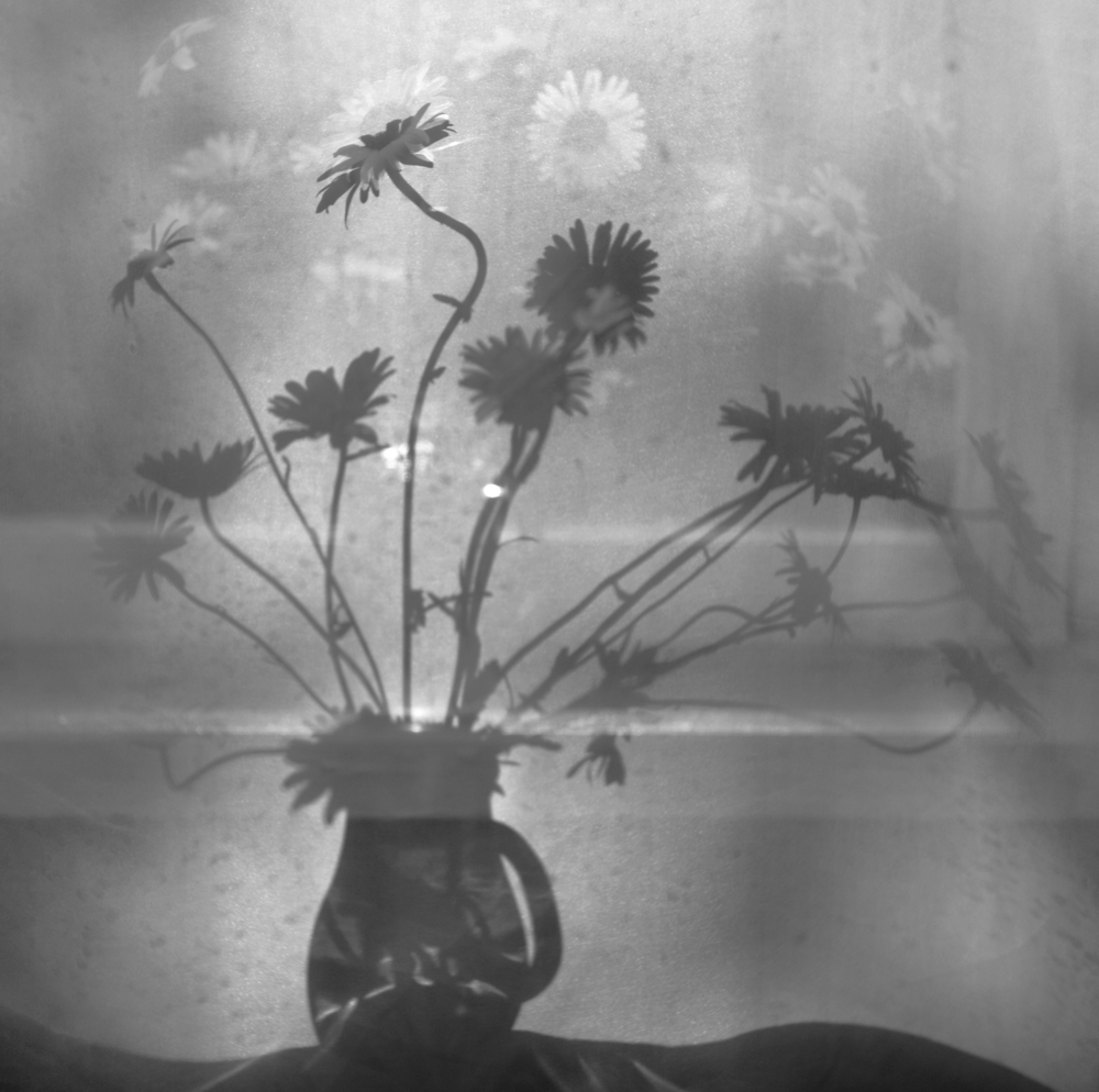 Daisies