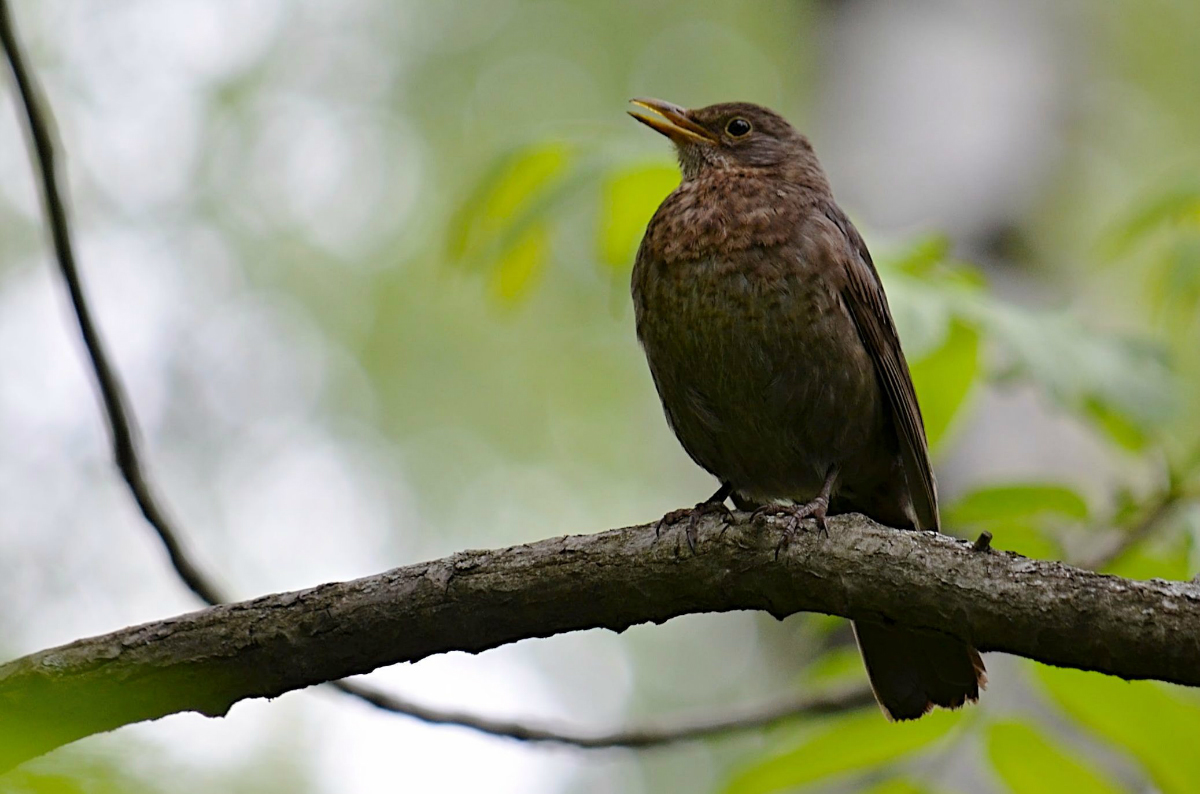 Blackbird