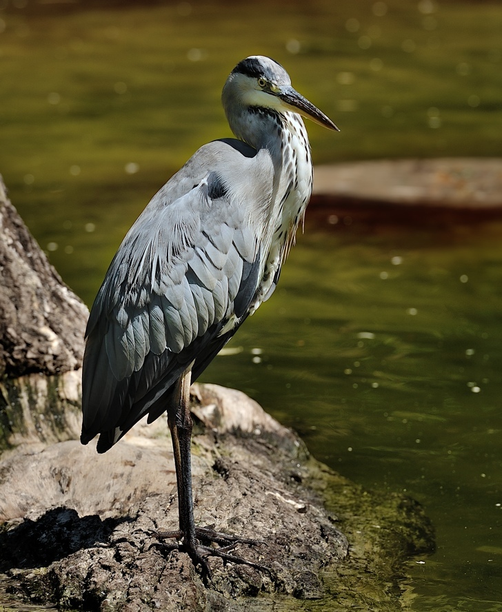 Proud Bird