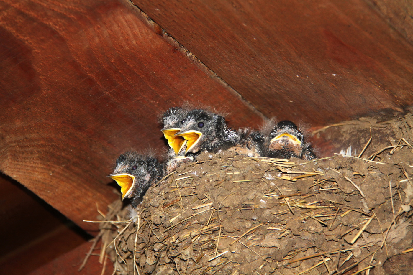 swallow's Nest