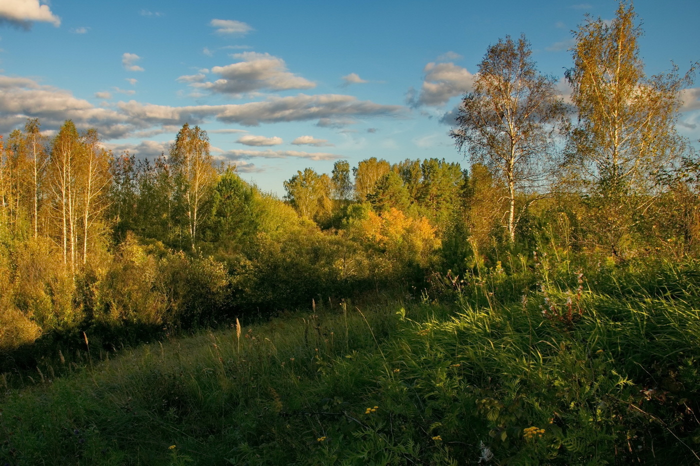 Томская область день. Томск природа. Лес Томской области. Пейзажи Томской области.