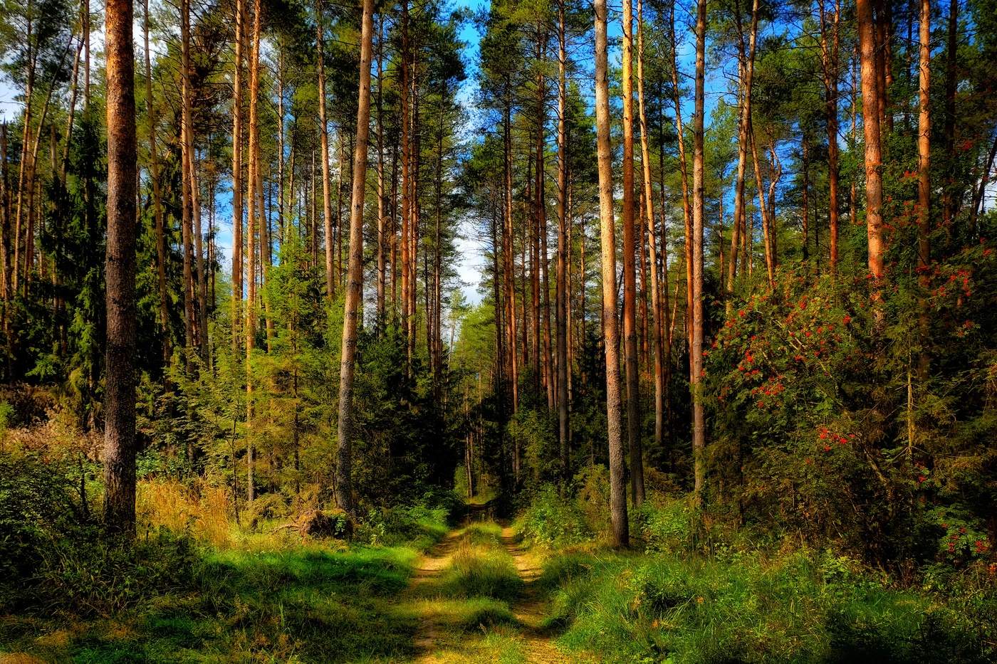 Pine forest