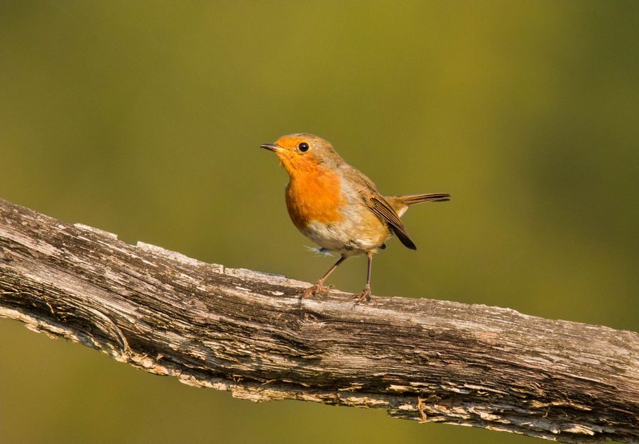 Robin