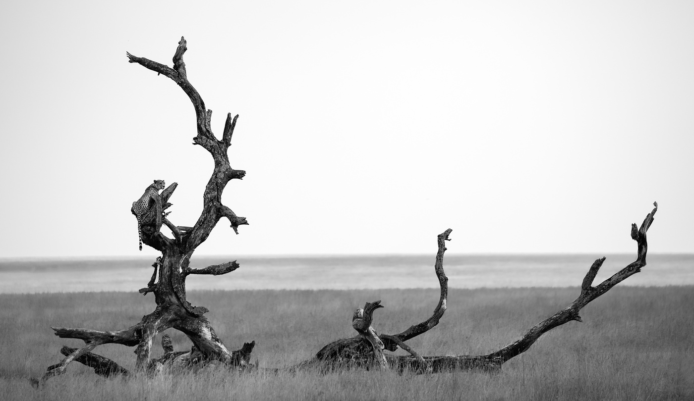 Guard