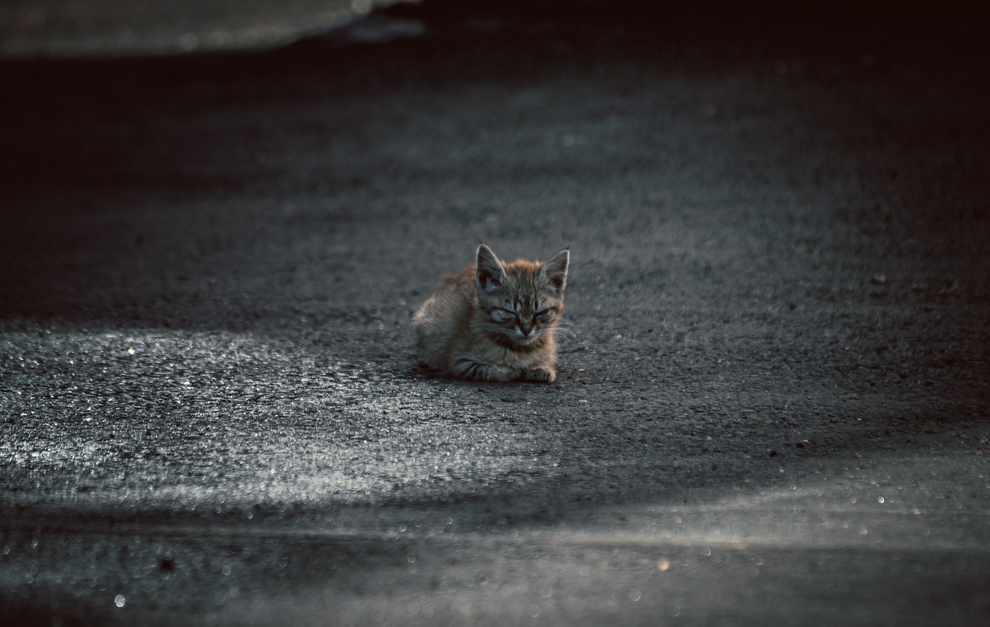 small cat
