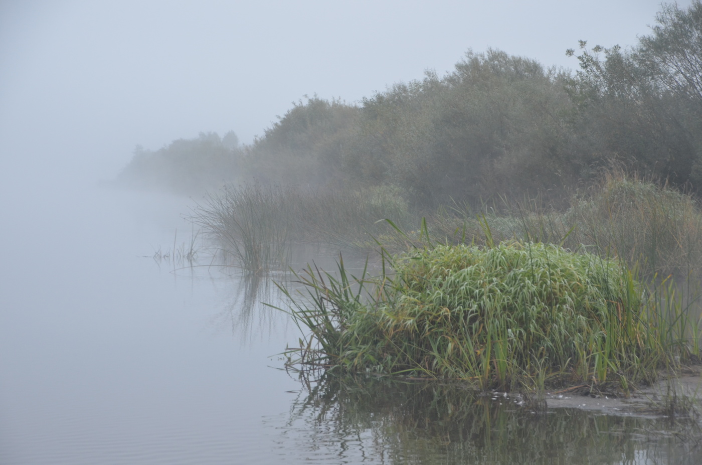 Misty morning