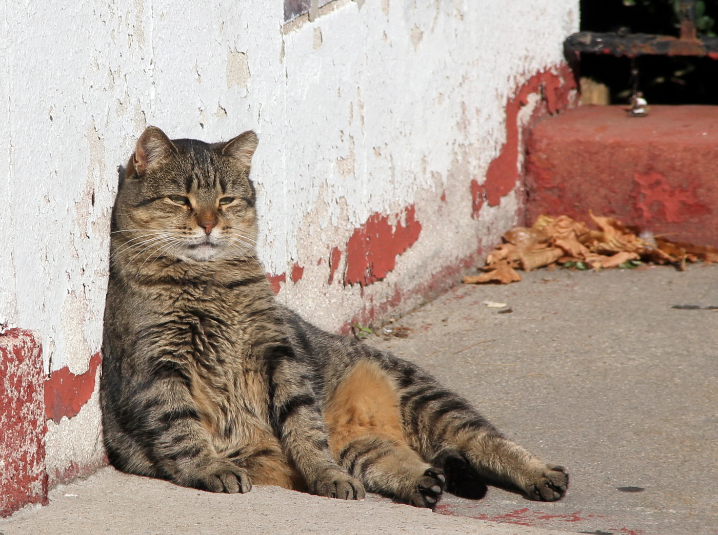 Autumn Sun