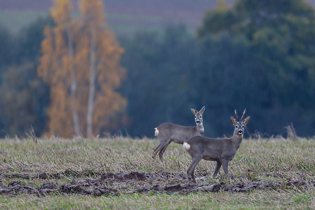 Autumn evening