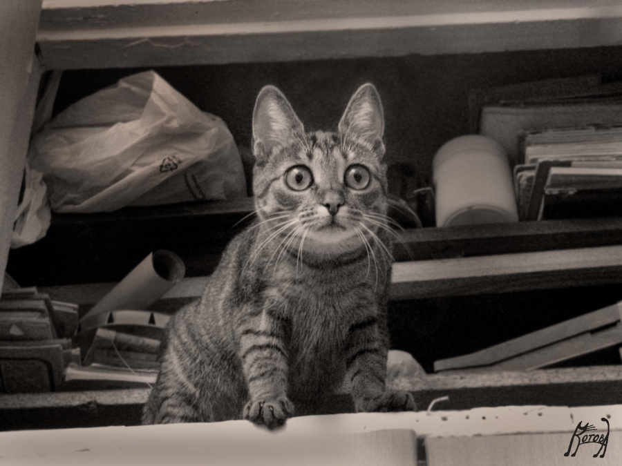 Conqueror of the mezzanine (Take me away!)