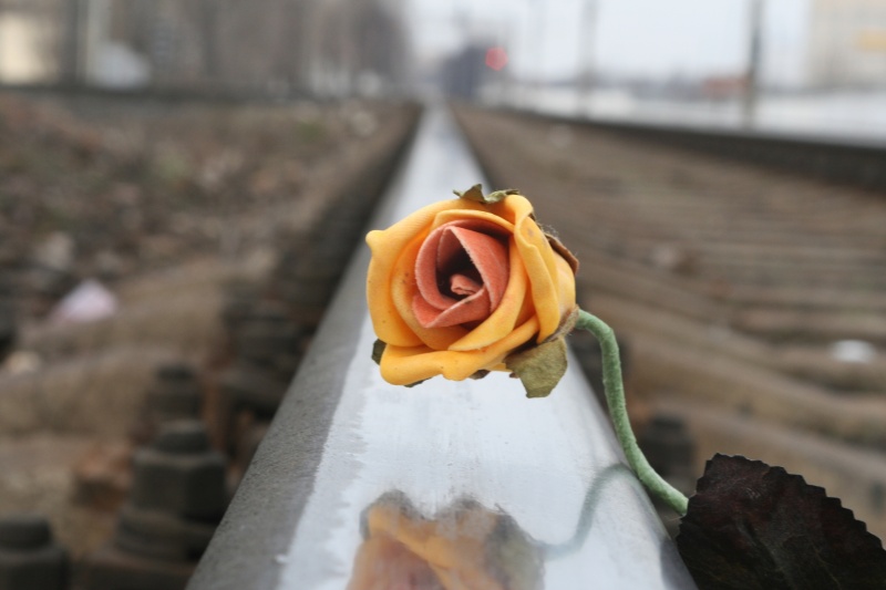 Rose Karenina
