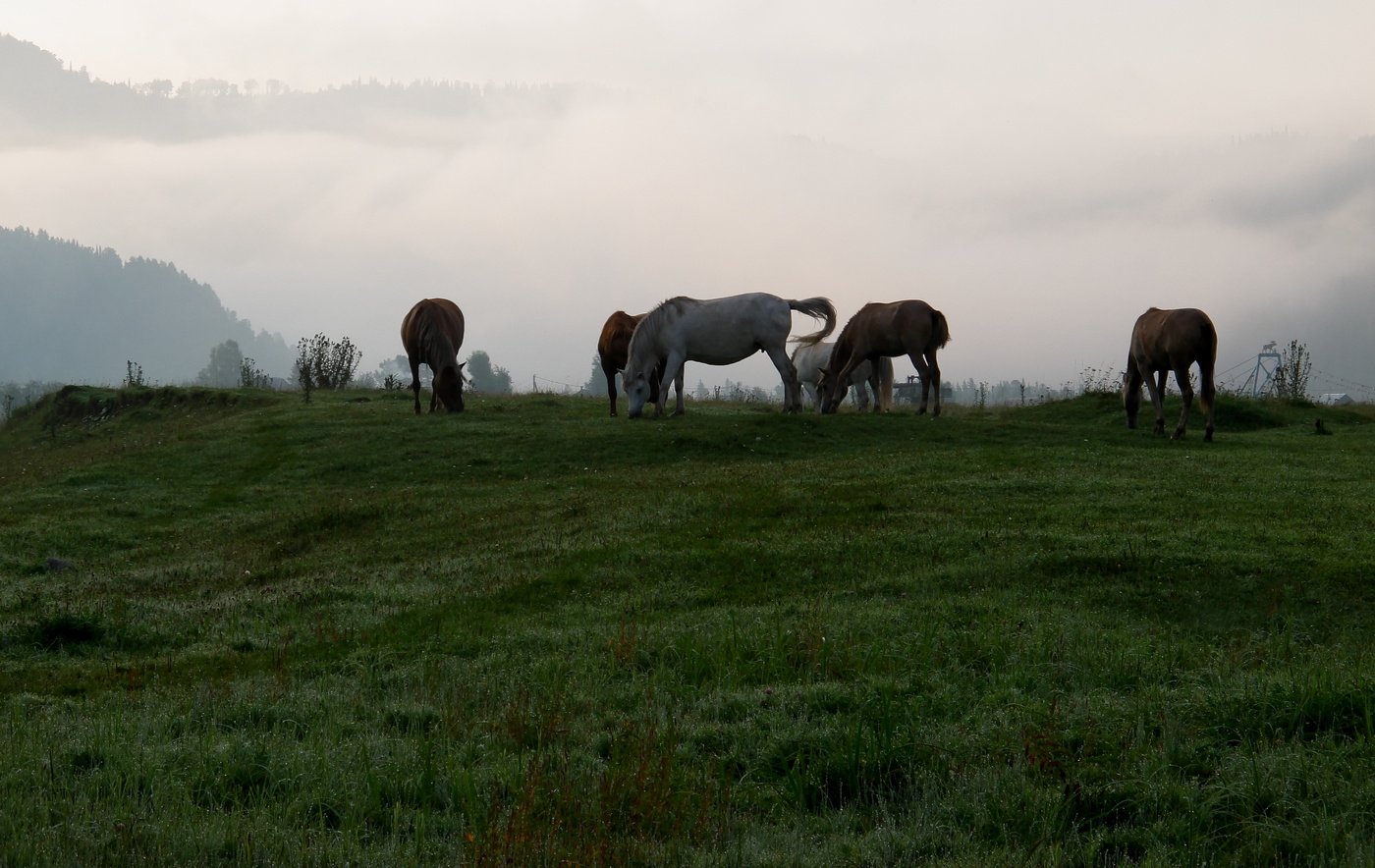 By grazing in the meadow ...