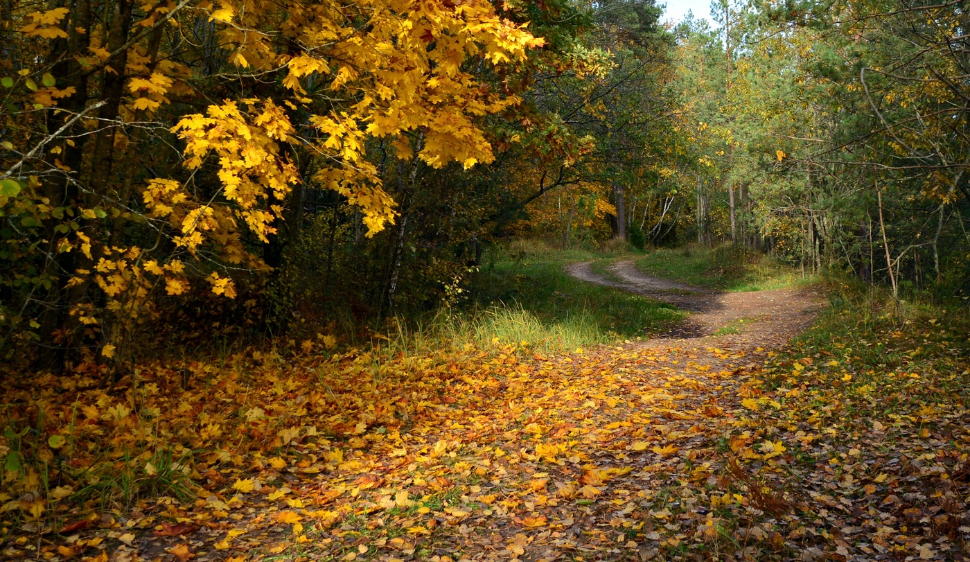 Forest Road