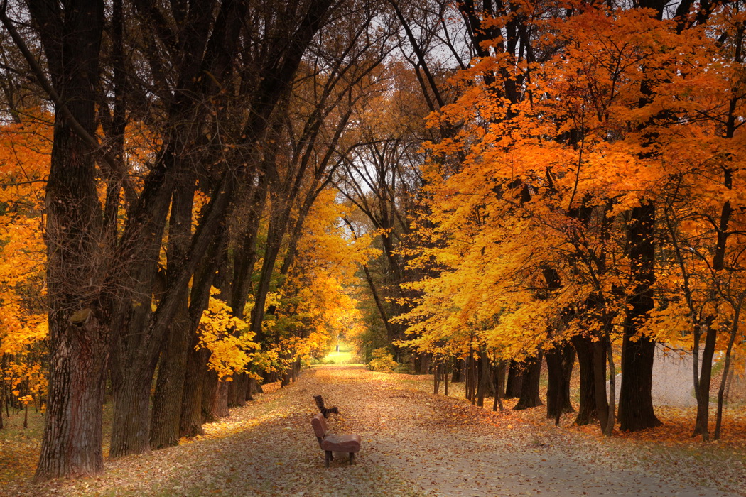 autumn