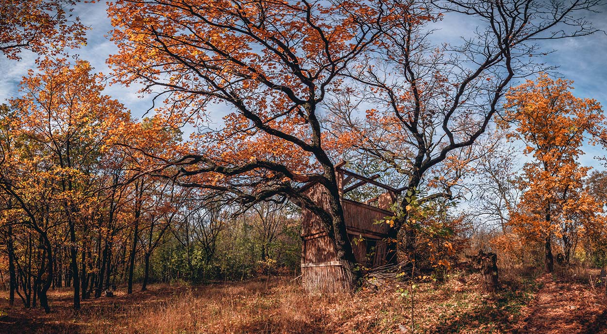 Autumn