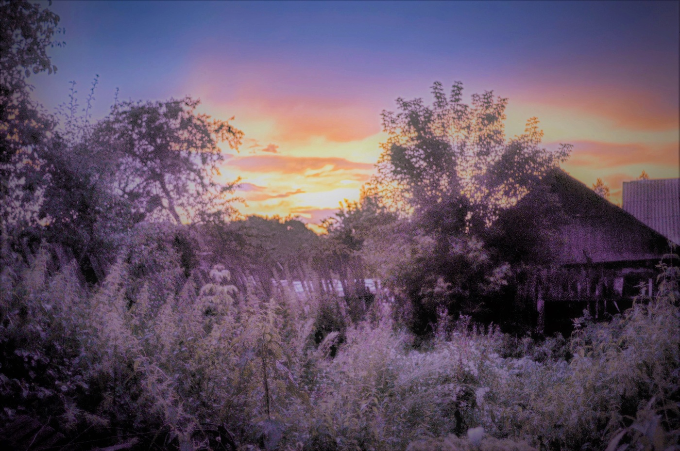 Pink dream.