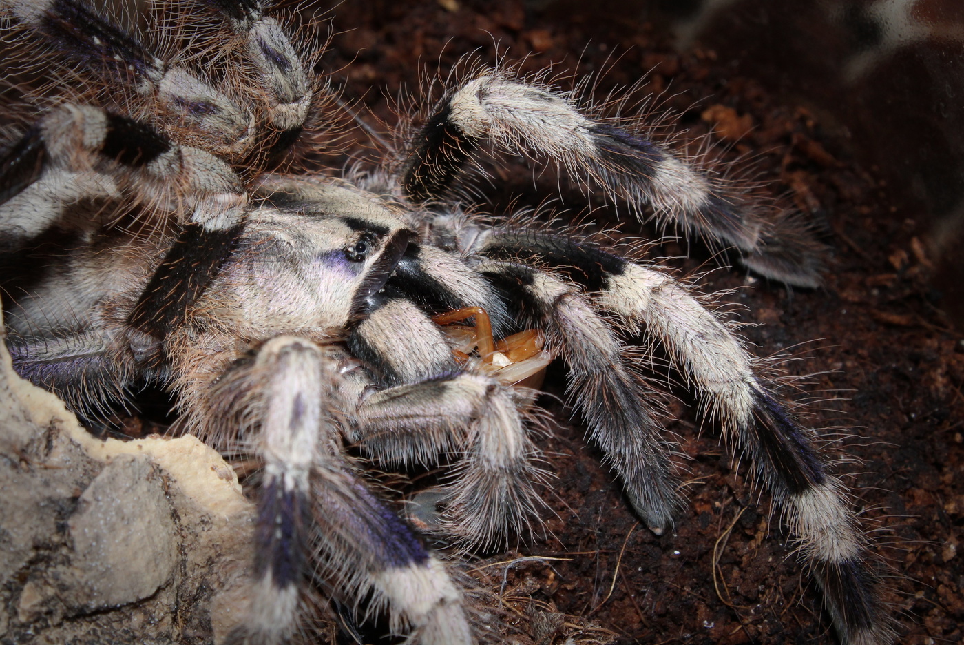 Poecilotheria miranda