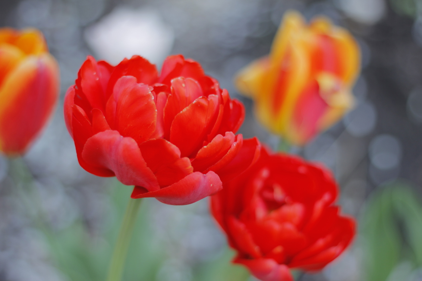 Flowers