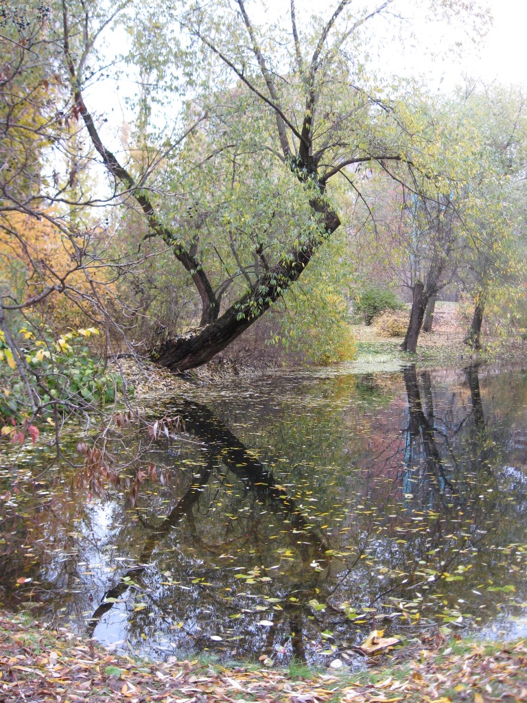 Pond